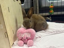 Shelter Stray Male Rabbit last seen Aqueduct Avenue, BRONX, NY, 10468, 326 E 110th St, New York, NY 10029, USA