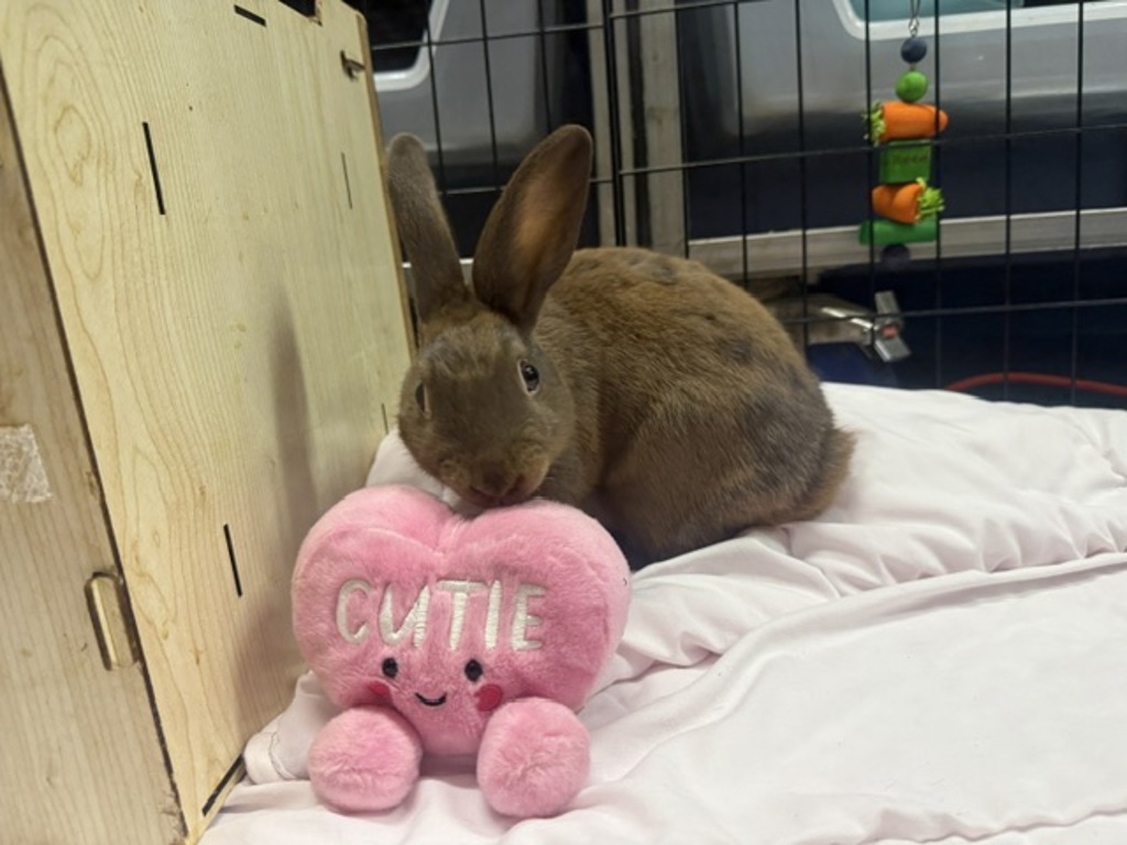 Shelter Stray Male Rabbit last seen Aqueduct Avenue, BRONX, NY, 10468, 326 E 110th St, New York, NY 10029, USA