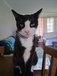 Lost Male Cat last seen Port Malabar Blvd NE, Palm Bay, FL 32905