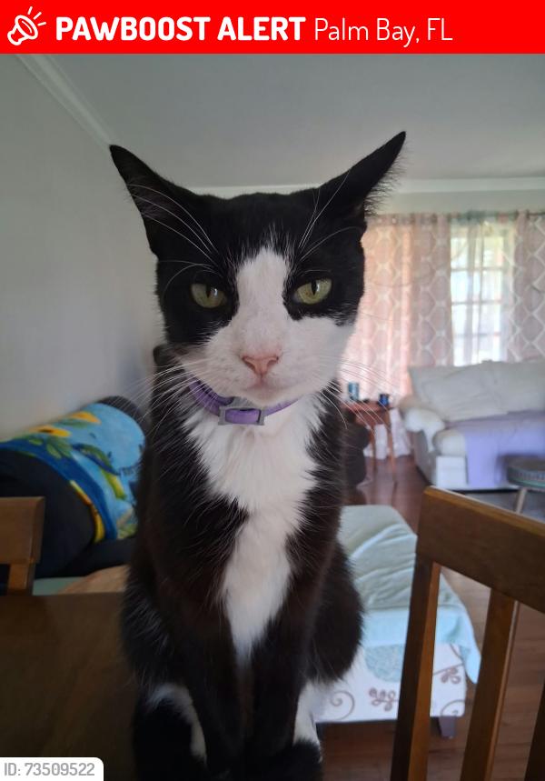 Lost Male Cat last seen Port Malabar Blvd NE, Palm Bay, FL 32905
