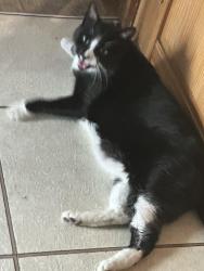 Reunited Male Cat last seen Lives near mcgongagles, Boston, MA 02122