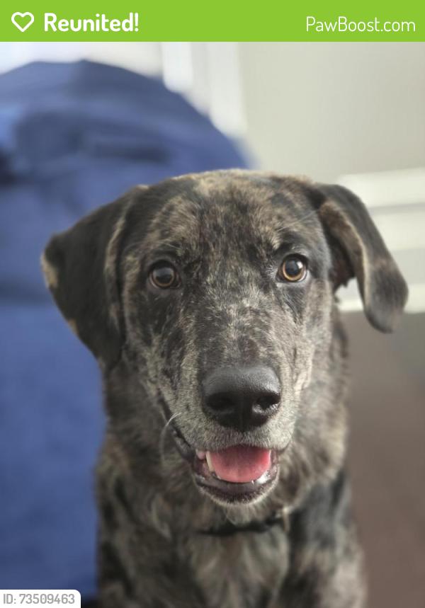 Reunited Male Dog last seen Meridian Dr 42/50, Johnston County, NC 27529