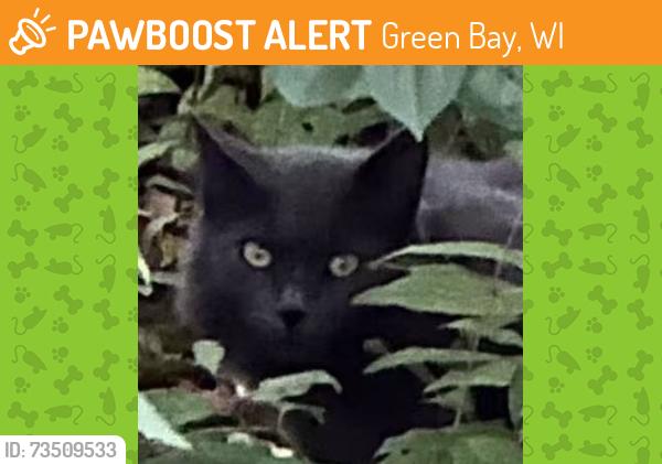 Found/Stray Unknown Cat last seen Lambeau Field, Green Bay, WI 54303