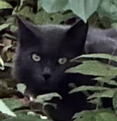 Found/Stray Unknown Cat last seen Lambeau Field, Green Bay, WI 54303
