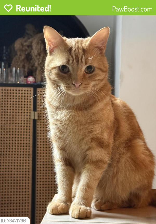 Reunited Male Cat last seen On oak bank street, Prestwich, England M25 9XL