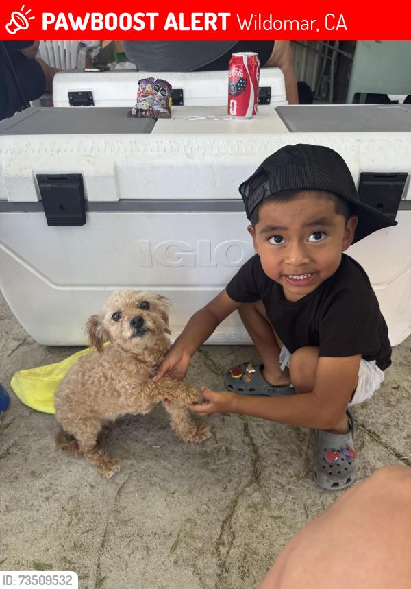 Lost Female Dog last seen Grand Ave, Wildomar, CA 92595