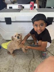 Lost Female Dog last seen Grand Ave, Wildomar, CA 92595