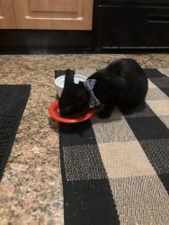 Found/Stray Unknown Cat last seen Redondo Beach Performing Arts Center parking lot, Redondo Beach, CA 90278