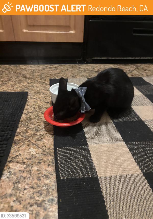 Found/Stray Unknown Cat last seen Redondo Beach Performing Arts Center parking lot, Redondo Beach, CA 90278