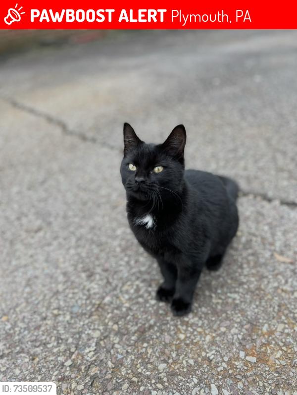 Lost Female Cat last seen flt rd, Plymouth, PA 18651
