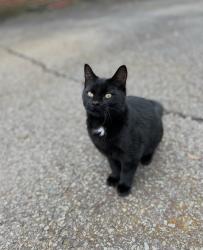 Lost Female Cat last seen flt rd, Plymouth, PA 18651