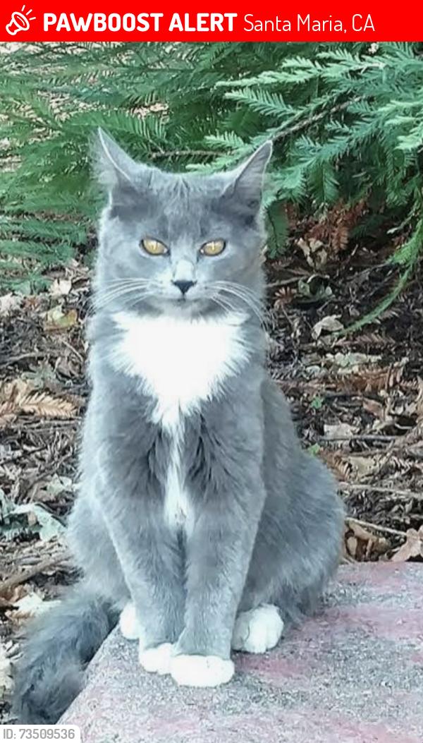 Lost Unknown Cat last seen South E St 93458, Santa Maria, CA 93458
