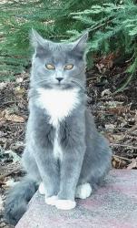 Lost Unknown Cat last seen South E St 93458, Santa Maria, CA 93458