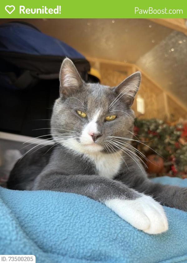 Reunited Male Cat last seen Shoreview & Newbridge Avenue, San Mateo, CA 94401