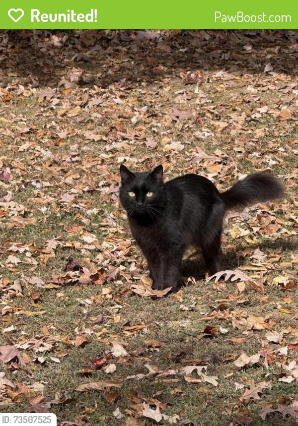 Reunited Male Cat last seen Charter oak ct, Waldorf, MD 20601