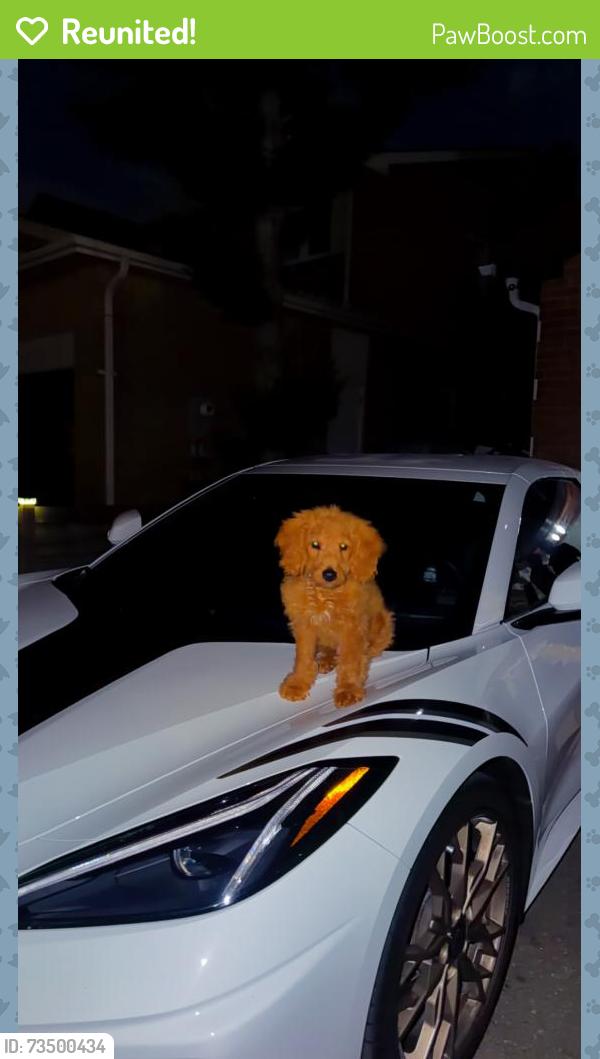 Reunited Male Dog last seen Near Torrance woods, Brampton, ON L6Y 2V1