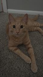 Reunited Male Cat last seen The HEB on West and Blanco (right behind our complex), Solara apmts (our complex), and Distinction apmt homes (on Parliament street), San Antonio, TX 78213