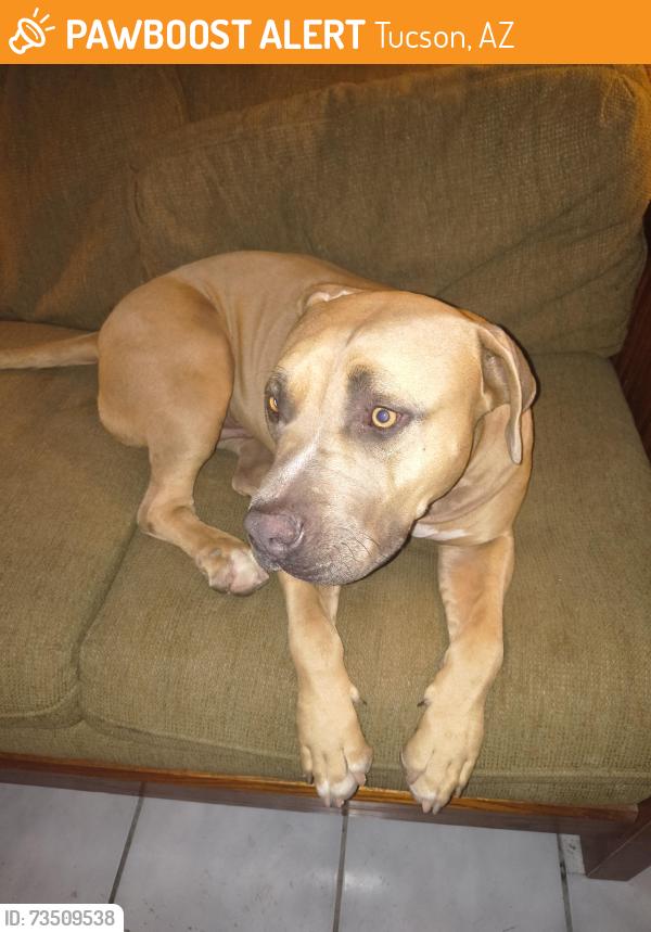 Found/Stray Male Dog last seen I just bought mineca and golder, Tucson, AZ 85705