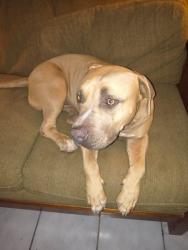Found/Stray Male Dog last seen I just bought mineca and golder, Tucson, AZ 85705