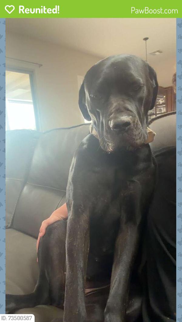 Reunited Female Dog last seen Near ave and Patton road, Wittmann, AZ 85361