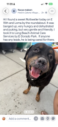 Found/Stray Male Dog last seen East 25th Street Long Beach, Long Beach, CA 90806