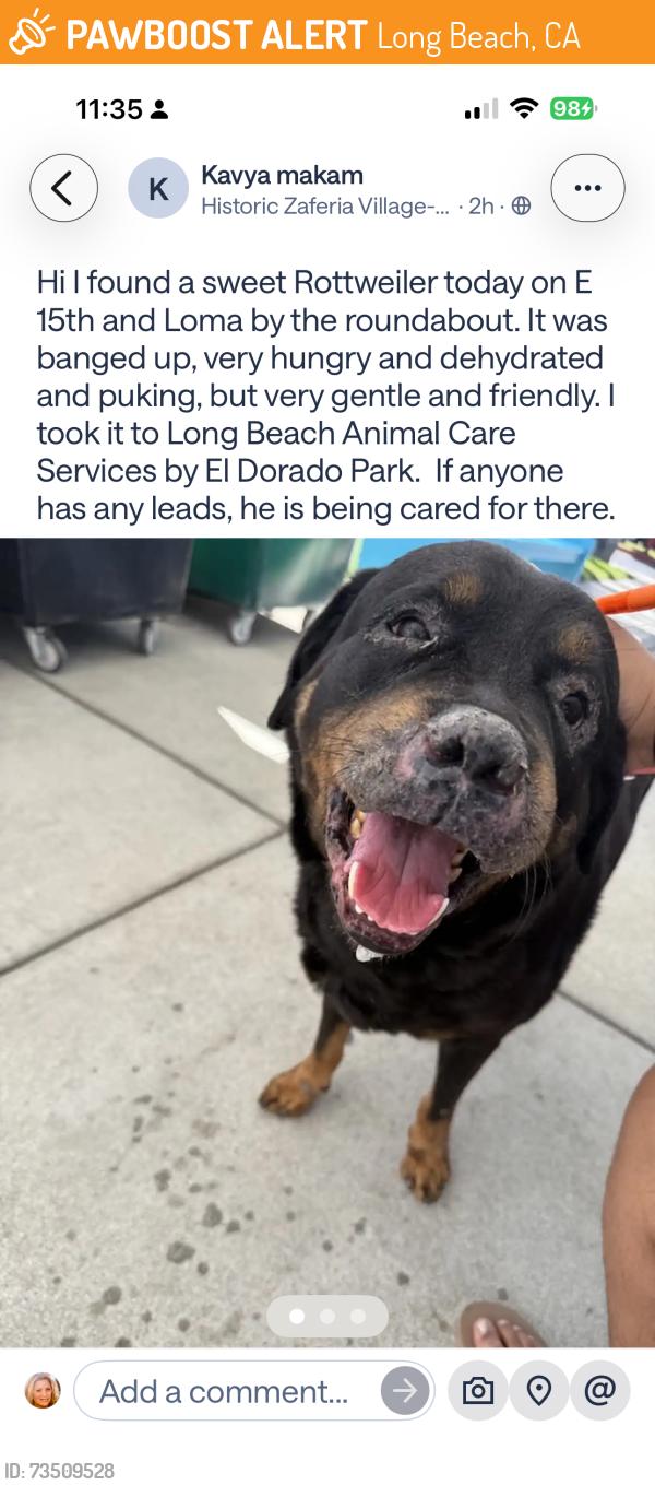 Found/Stray Male Dog last seen East 25th Street Long Beach, Long Beach, CA 90806
