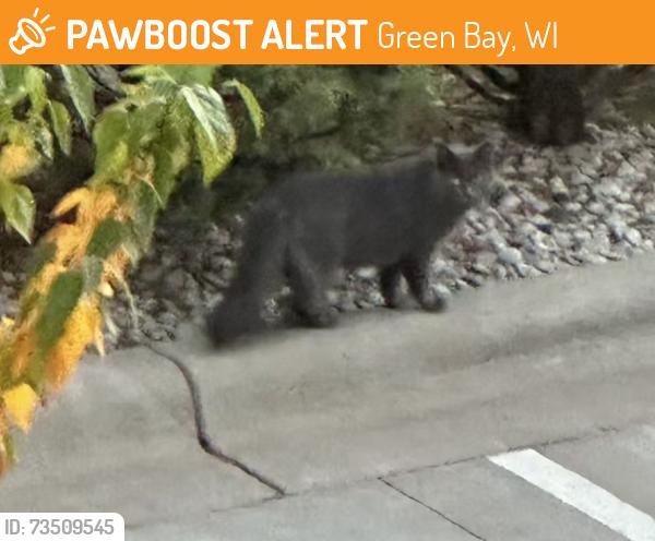 Found/Stray Unknown Cat last seen Lambeau Field, Green Bay, WI 54304