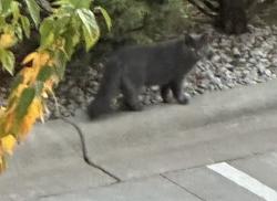 Found/Stray Unknown Cat last seen Lambeau Field, Green Bay, WI 54304