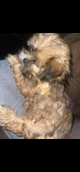 Lost Female Dog last seen Rhawn and Ditman st, Philadelphia, PA 19136