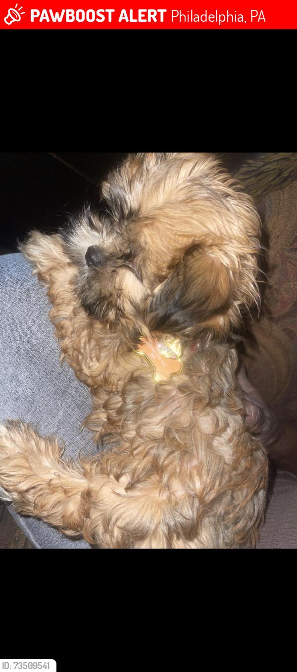 Lost Female Dog last seen Rhawn and Ditman st, Philadelphia, PA 19136