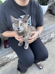 Found/Stray Female Cat last seen Between Bryant & Douglas, Calimesa, CA 92320