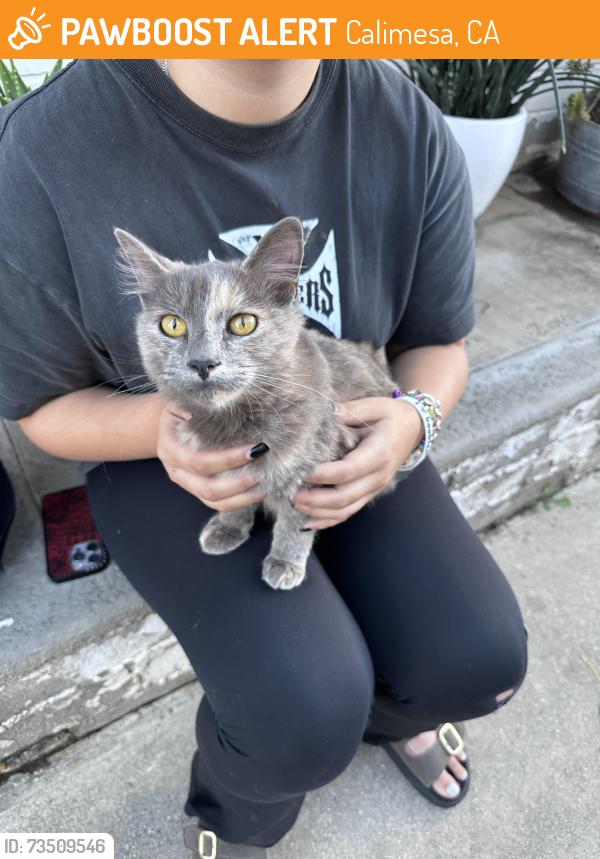 Found/Stray Female Cat last seen Between Bryant & Douglas, Calimesa, CA 92320