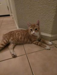 Reunited Male Cat last seen Meadow Brook Drive, Sand Creek Road, Brentwood, CA 94513