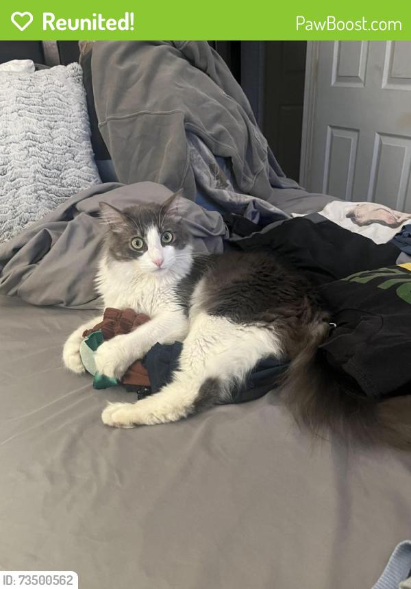 Reunited Male Cat last seen West 23rd Street and O street Merced CA, Merced, CA 95340
