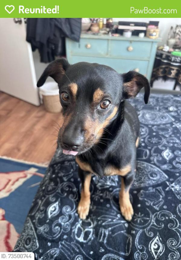 Reunited Male Dog last seen Fisherman’s Wharf area/Pier 39 San Francisco, San Francisco, CA 94133