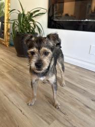 Reunited Male Dog last seen Near S Grand Ave, Los Angeles, CA 90015, USA, Los Angeles, CA 90015