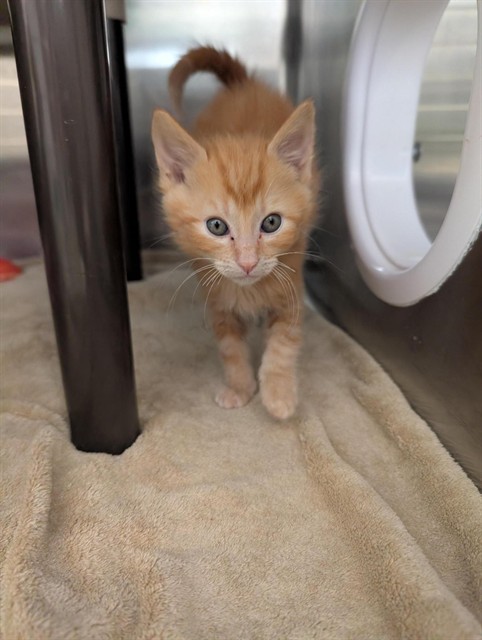 Shelter Stray Male Cat last seen Near BLOCK TEDDY DR, 1950 Stevenson Blvd, Fremont, CA 94538, USA