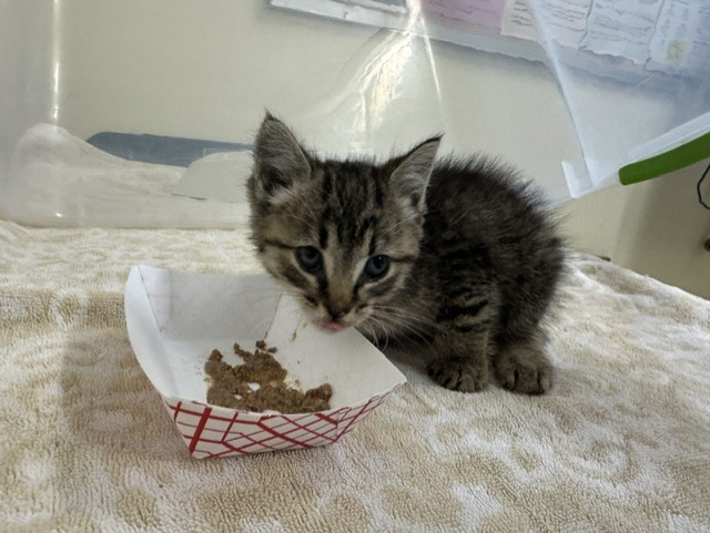 Shelter Stray Female Cat last seen PASEO PADRE & PERALTA, 1950 Stevenson Blvd, Fremont, CA 94538, USA