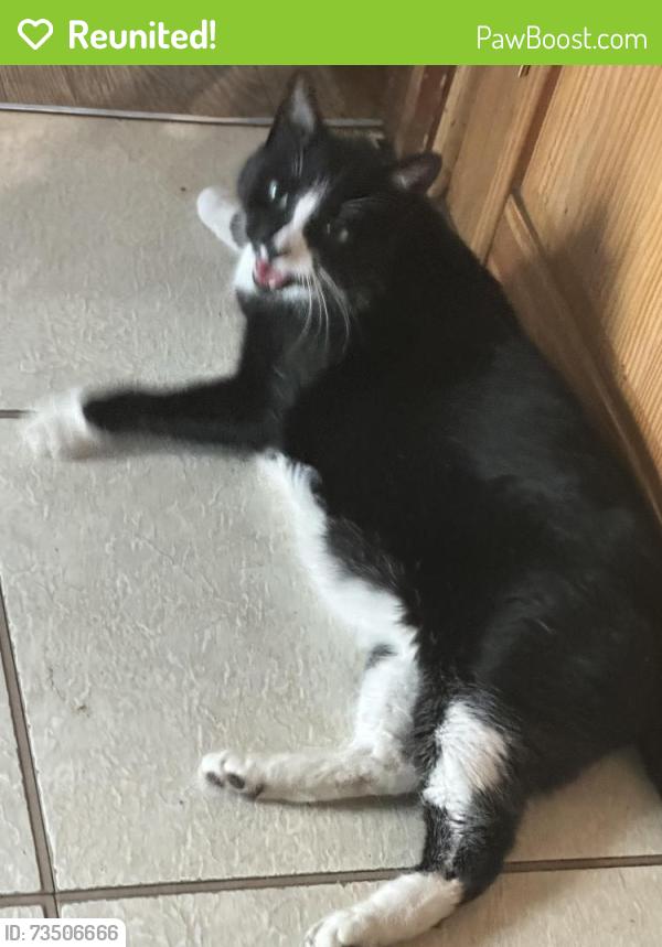 Reunited Male Cat last seen Lives near mcgongagles, Boston, MA 02122