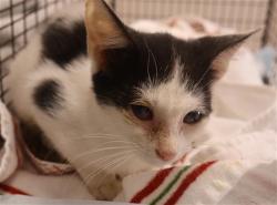 Shelter Stray Female Cat last seen Near BLOCK OXFORD RD, 127 Humane Ln, Columbia, SC 29201, USA