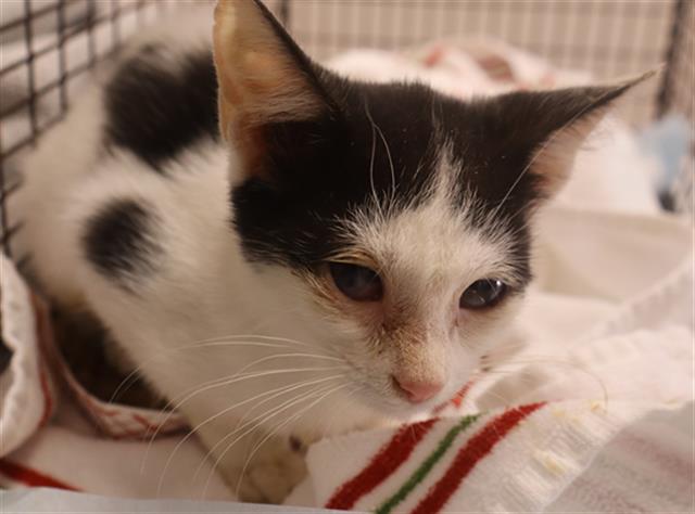 Shelter Stray Female Cat last seen Near BLOCK OXFORD RD, 127 Humane Ln, Columbia, SC 29201, USA