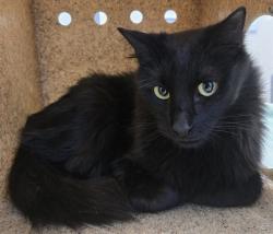 Shelter Stray Male Cat last seen , 5210 W Ave I, Lancaster, CA 93536, USA