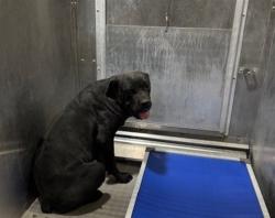 Shelter Stray Male Dog last seen , 5210 W Ave I, Lancaster, CA 93536, USA