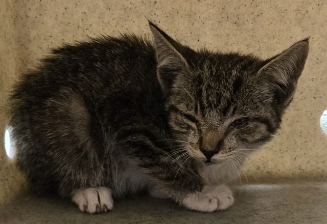 Shelter Stray Female Cat last seen , 5210 W Ave I, Lancaster, CA 93536, USA