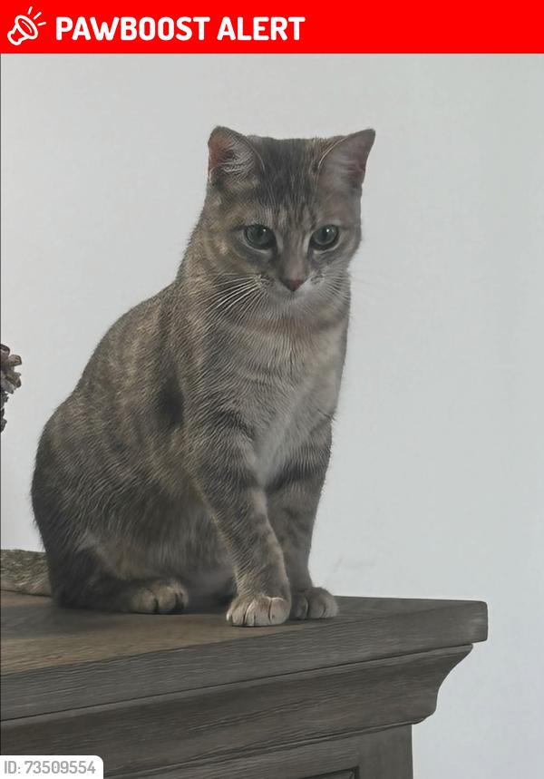 Lost Female Cat last seen Heathrow Subdivision, Underwood-Petersville, AL 35633