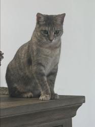 Lost Female Cat last seen Heathrow Subdivision, Underwood-Petersville, AL 35633