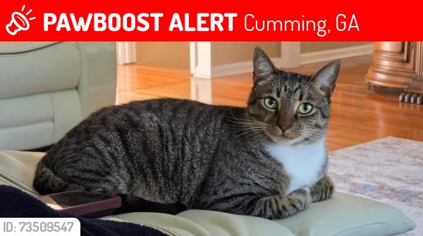 Lost Male Cat last seen Brookwood way, Cumming, GA 30041