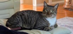 Lost Male Cat last seen Brookwood way, Cumming, GA 30041