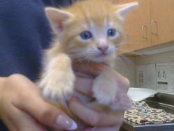 Shelter Stray Male Cat last seen WATT AVE/EL ENCINO WY, 95864, 3839 Bradshaw Rd, Sacramento, CA 95827, USA