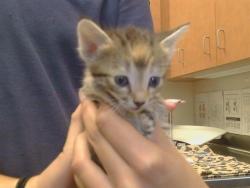 Shelter Stray Female Cat last seen WATT AVE/EL ENCINO WY, 95864, 3839 Bradshaw Rd, Sacramento, CA 95827, USA